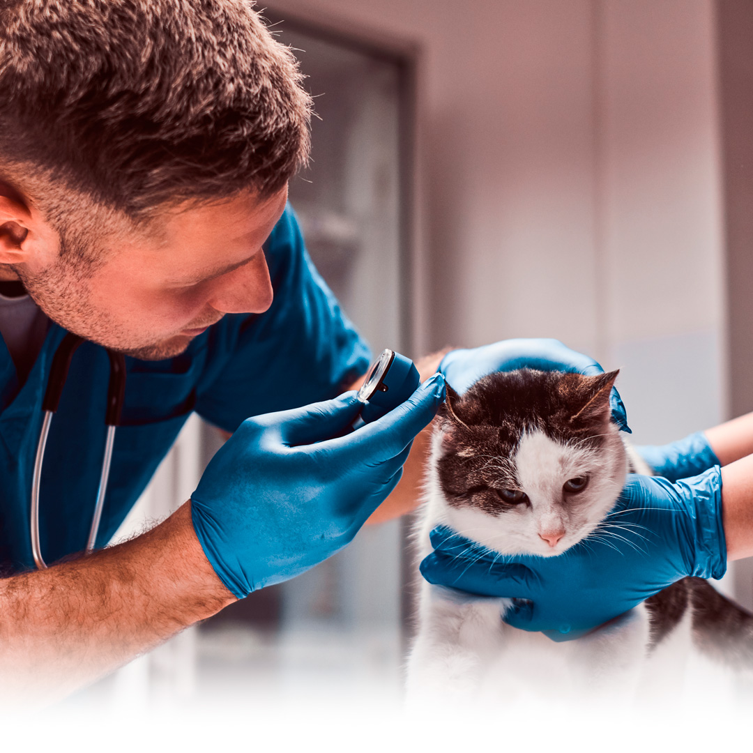 Ótica Steller - Comprar óculos em Rio Claro